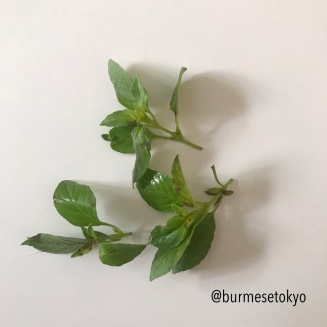 ミャンマーバジル（ピンゼイン）の葉