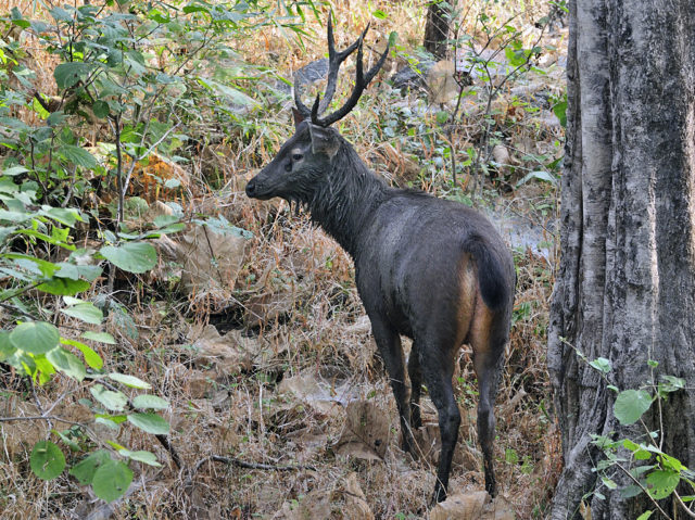 ミャンマーの野生鹿（Sambar)