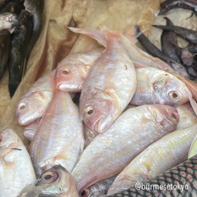 ミャンマーの市場で見つけた不明魚（3）