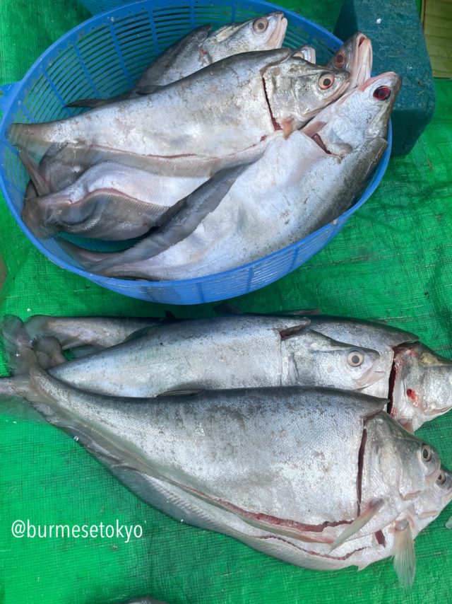 カローの市場で見た「本物の」NgaPhaeと言われている魚。