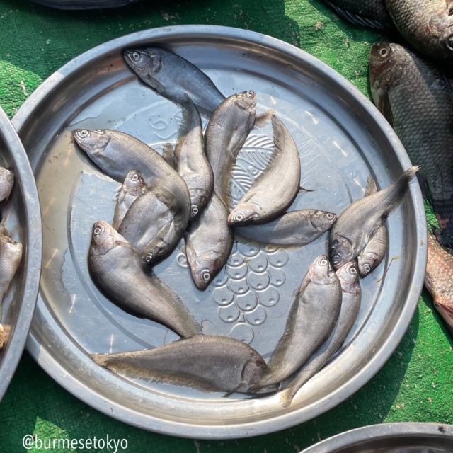ミャンマーの市場で見つけた不明魚（1）