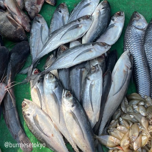 ミャンマーの市場で見つけた不明魚（4）