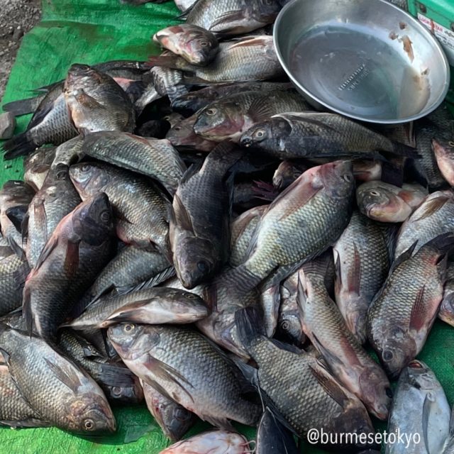 カローの市場で撮影したカトラ（ガシーン）と思えるお魚