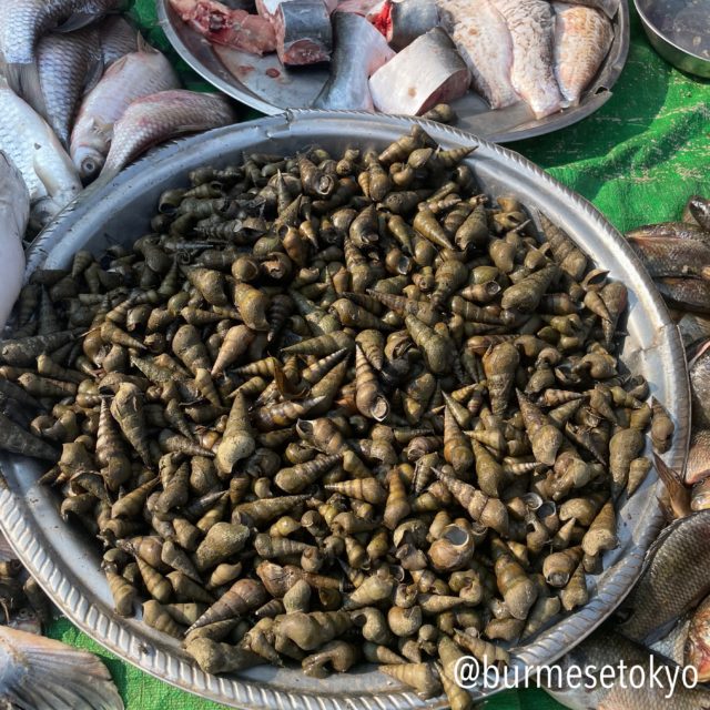 カローの市場で見かけたタニシ的な貝類
