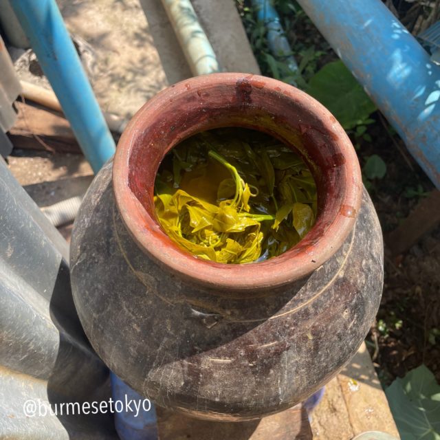 ミャンマーの美味しい葉っぱの漬物「カデチン」を作る自家製のツボ
